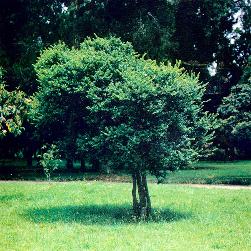 Arrayn (Eugenia foliosa) 