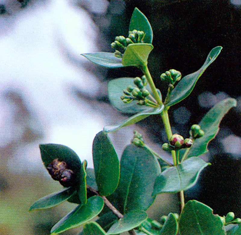 Arrayn negro (Eugenia rhopaloides) 