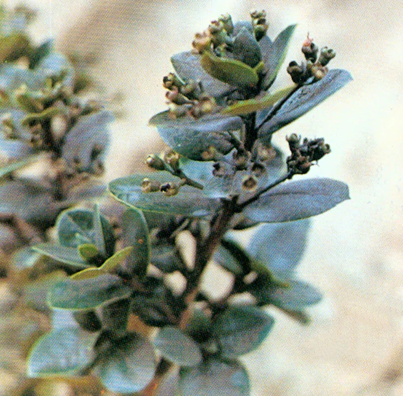 Arrayn negro (Eugenia rhopaloides) 