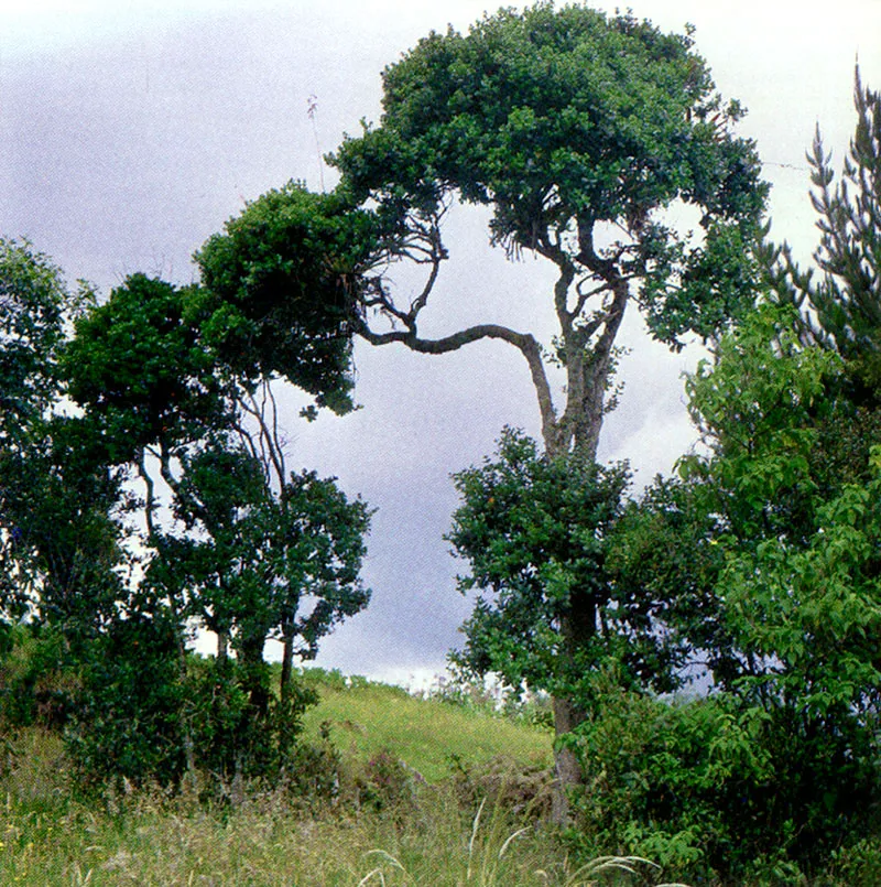 Arrayn negro (Eugenia rhopaloides) 