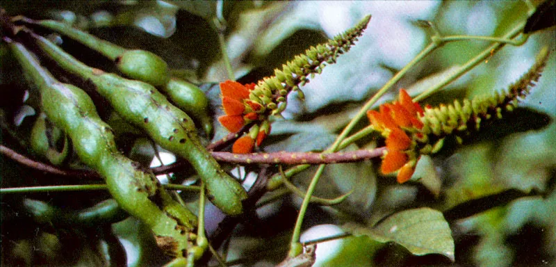 Balu (Erythrina edulis) 