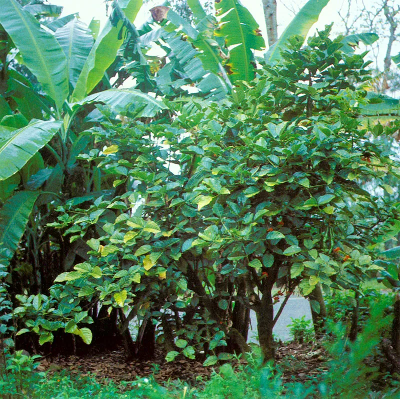 Balu (Erythrina edulis) 