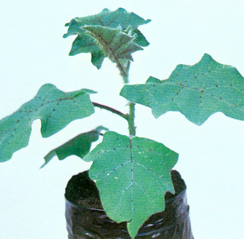 Bombolo (Solanum quitoense) 