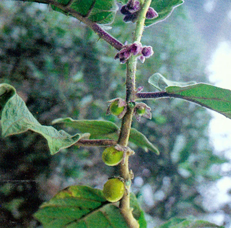 Bombolo (Solanum quitoense) 