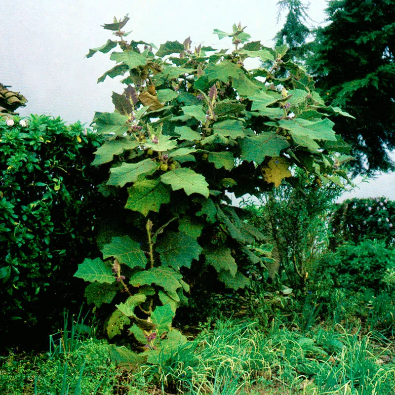 Bombolo (Solanum quitoense) 