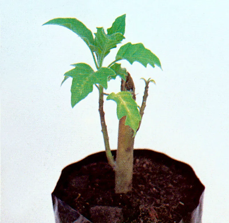 Borrachero blanco (Brugmansia arborea) 