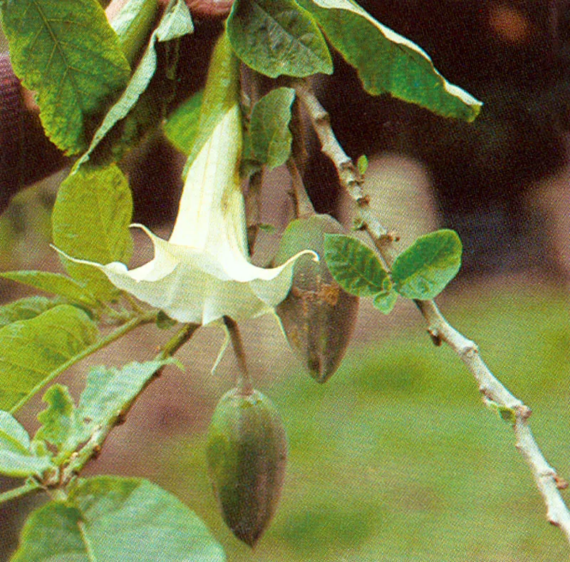 Borrachero blanco (Brugmansia arborea) 