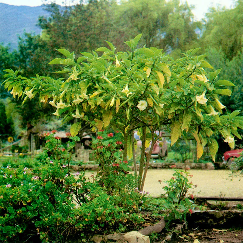 Borrachero blanco (Brugmansia arborea) 