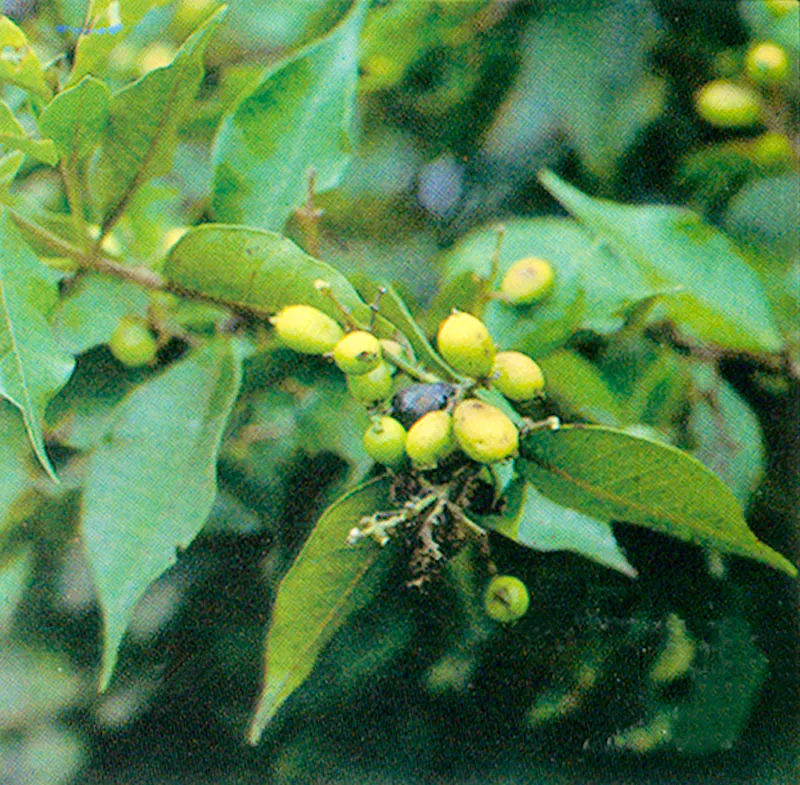 Caimo (Myrcia cucallata) 