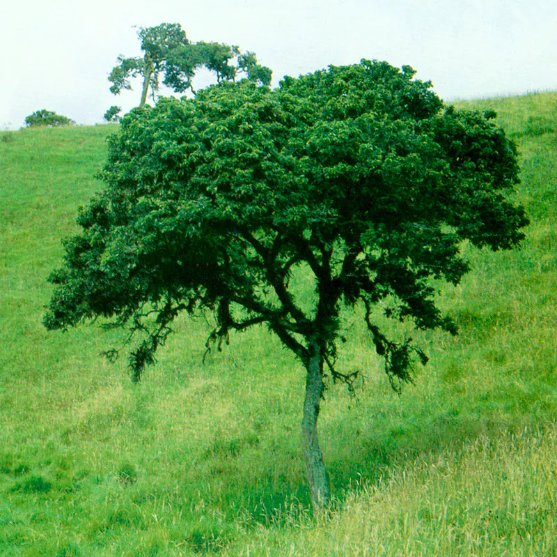 Caimo (Myrcia cucallata) 