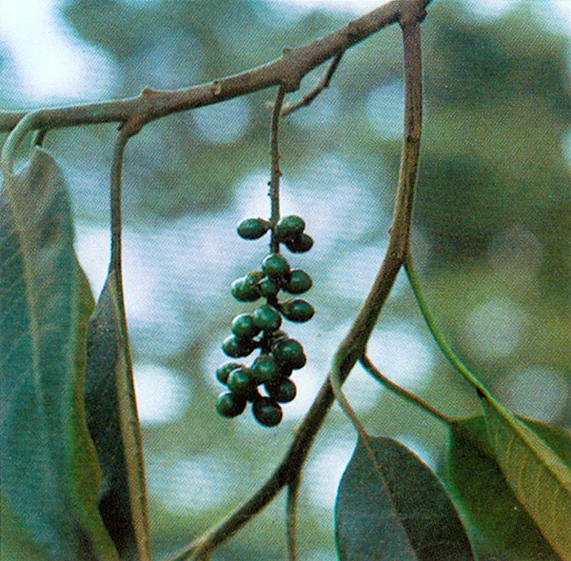 Cajeto (Citharexylum subflavescens) 