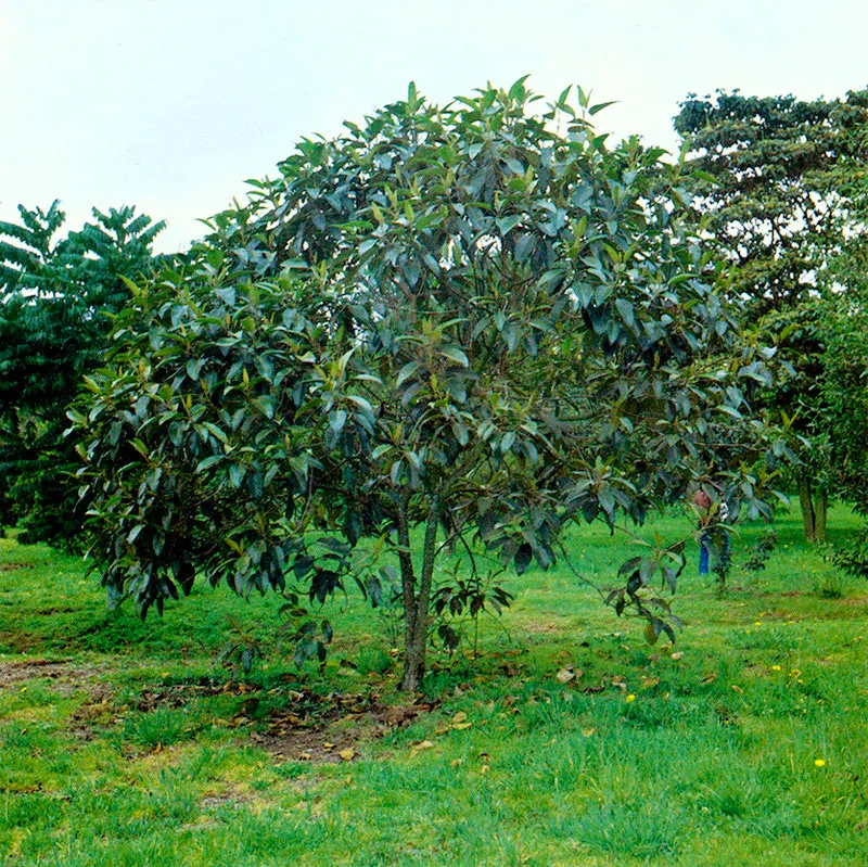 Cajeto (Citharexylum subflavescens) 