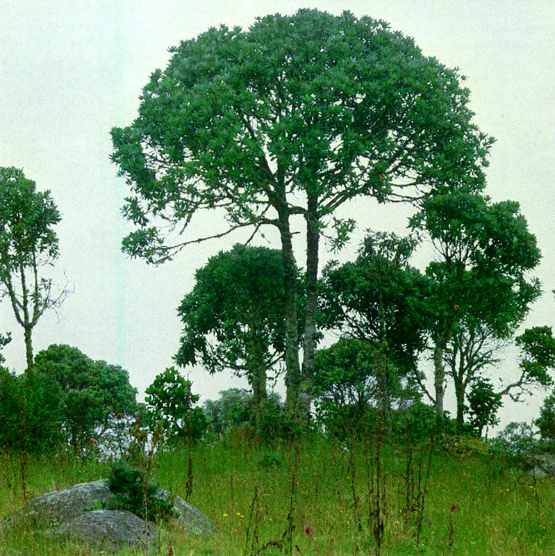 Canelo de pramo (Drimys granadensis) 