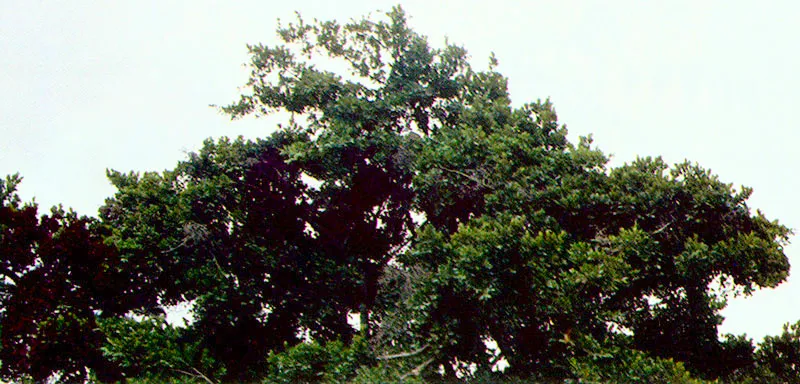 Caucho sabanero (Ficus soatensis) 