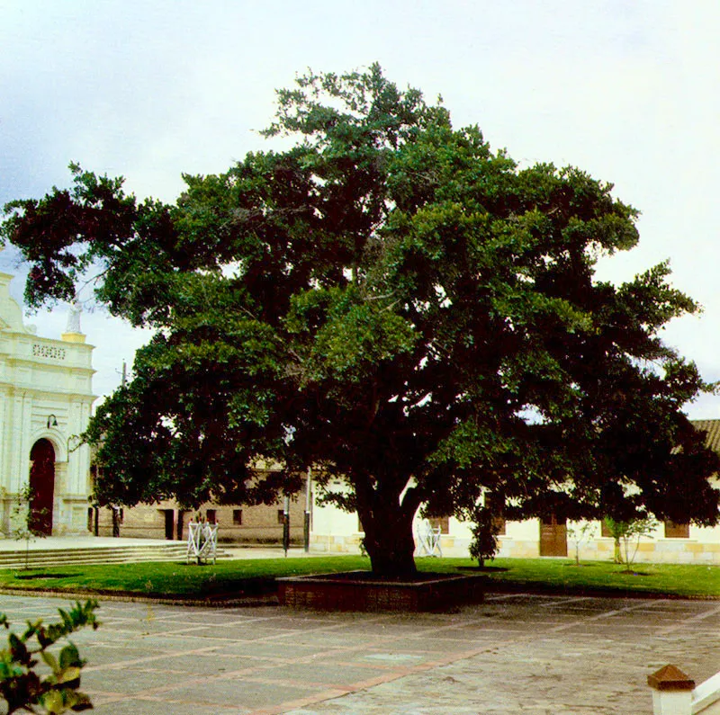 Caucho sabanero (Ficus soatensis) 