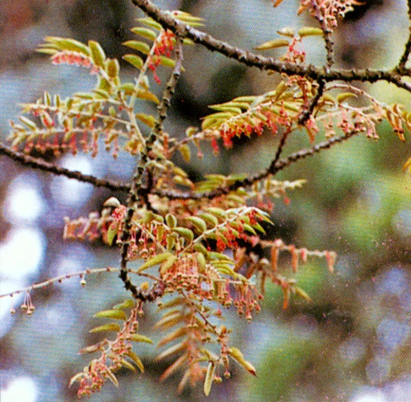 Cedrillo (Phyllantus salviaefolius) 