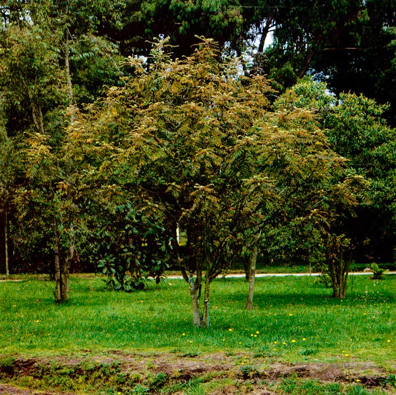 Cedrillo (Phyllantus salviaefolius) 