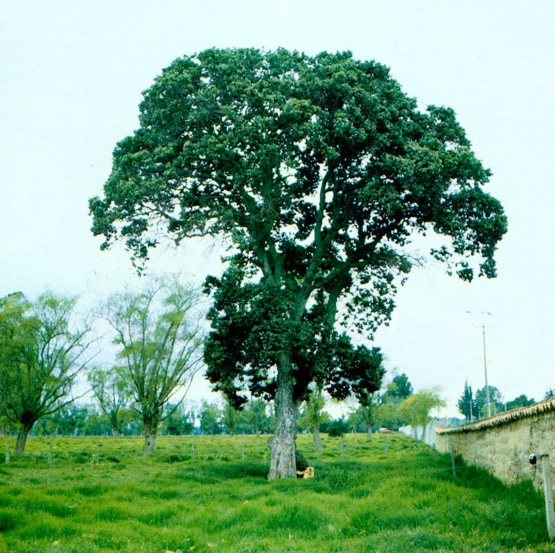 Cedro de tierra fra (Cedrela Montana) 