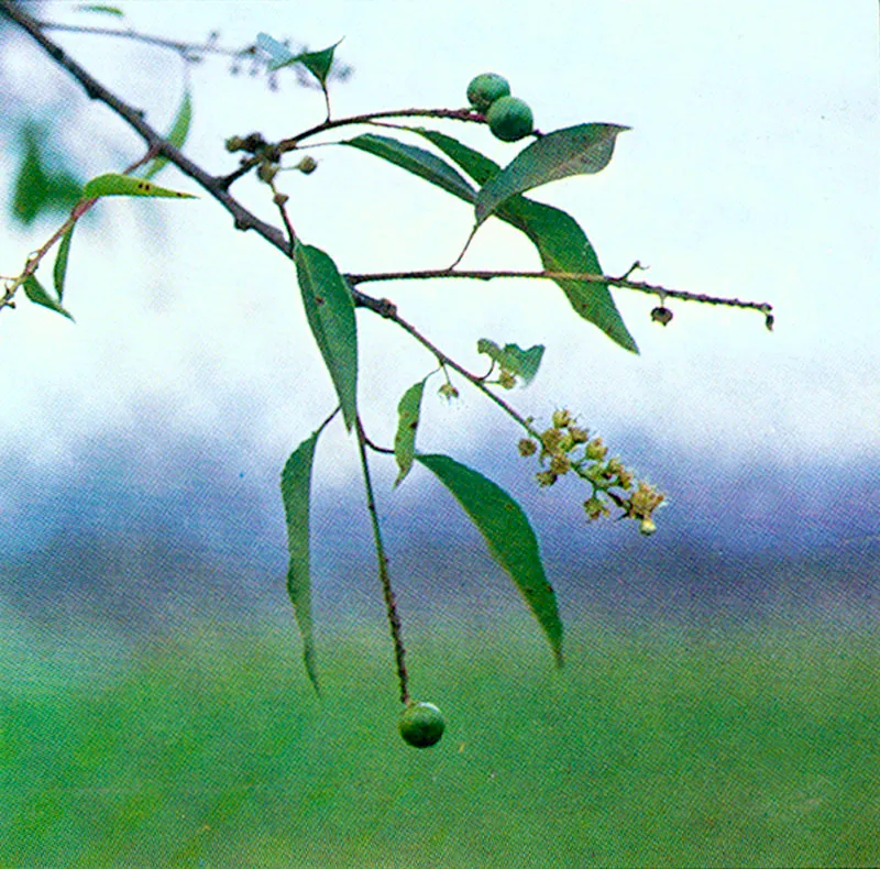 Cerezo (Prunus serotina) 