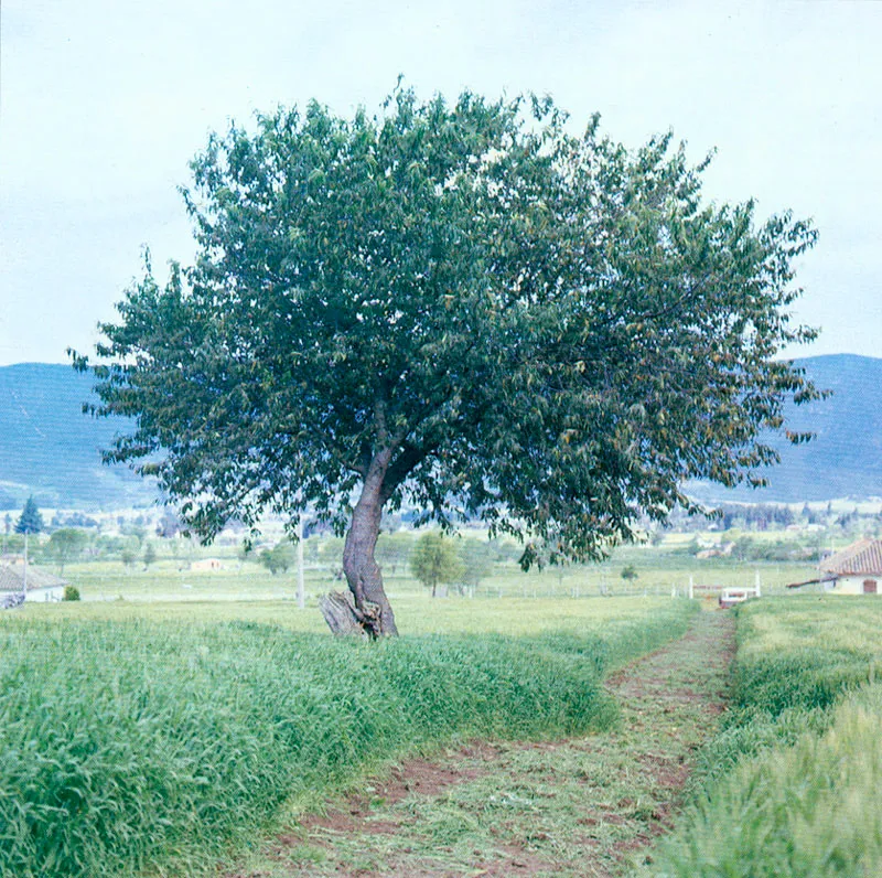 Cerezo (Prunus serotina) 