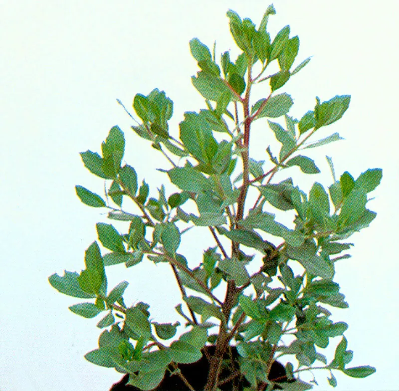 Ciro (Baccharis bogotensis) 