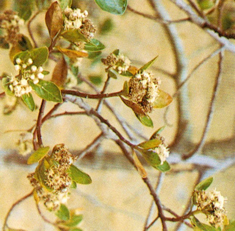 Ciro (Baccharis bogotensis) 