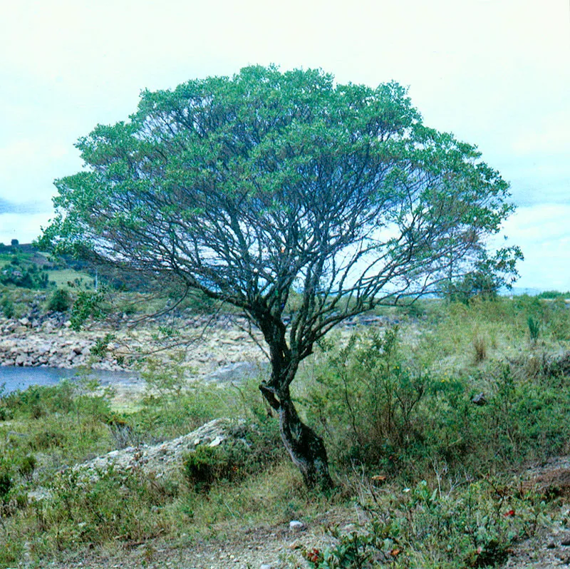 Ciro (Baccharis bogotensis) 