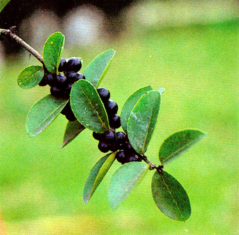 Corona (Xylosma spiculiferum) 