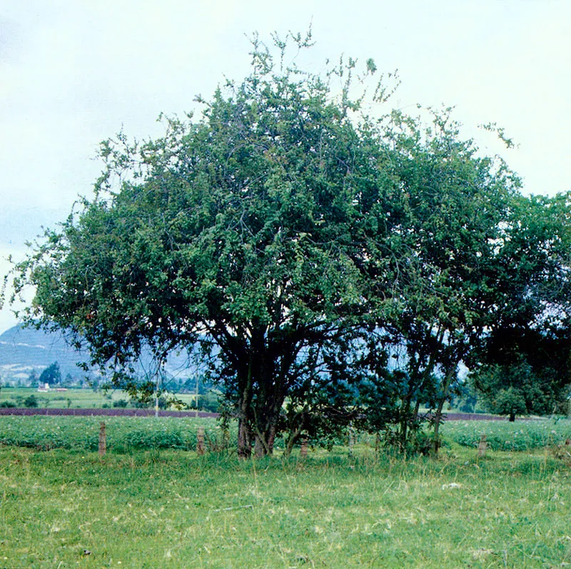 Corona (Xylosma spiculiferum) 