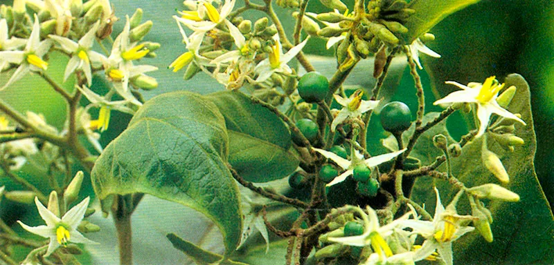 Cucubo (Solanum ovalifolium) 