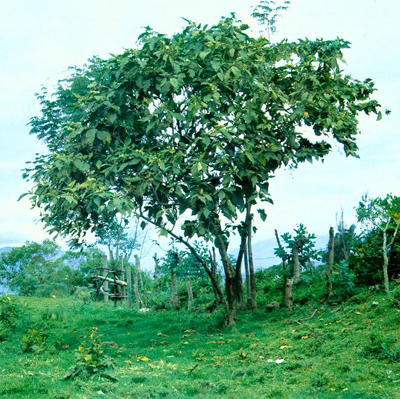 Cucubo (Solanum ovalifolium) 