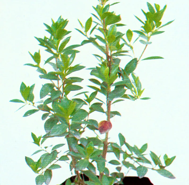 Charne (Bucquetia glutinosa) 