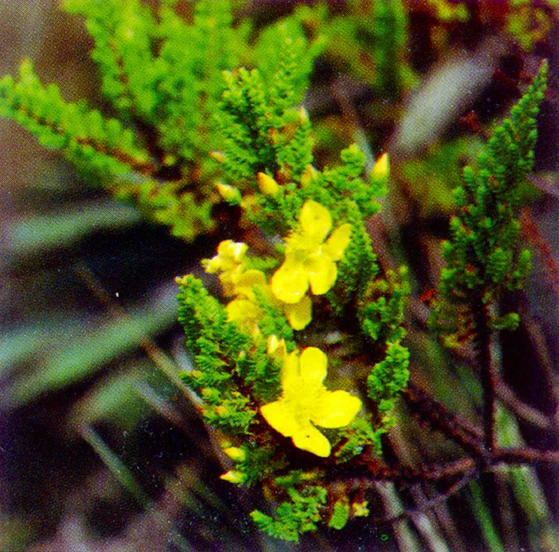 Chite (Hypericum brathys) 