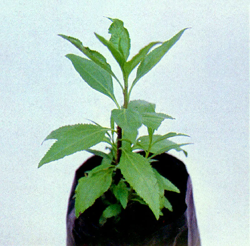 Chilca (Baccharis latifolia) 