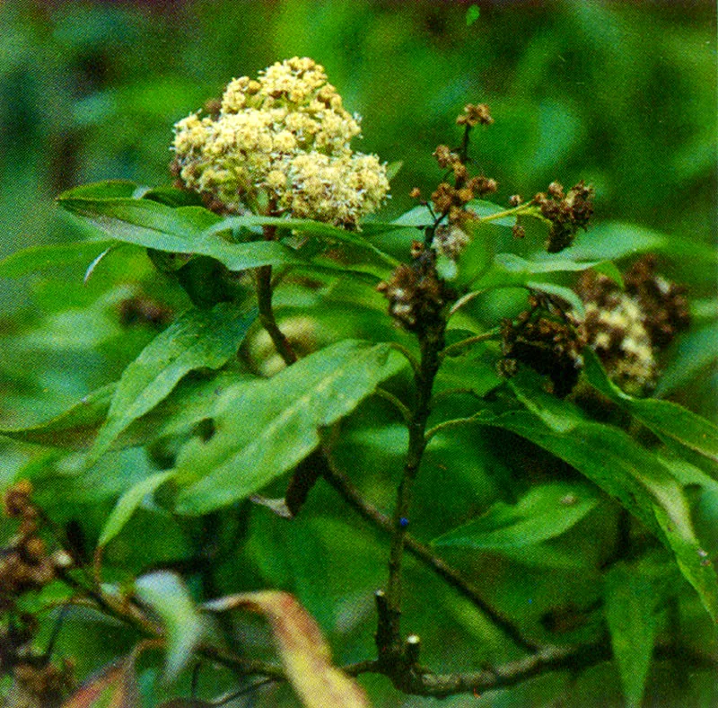 Chilca (Baccharis latifolia) 