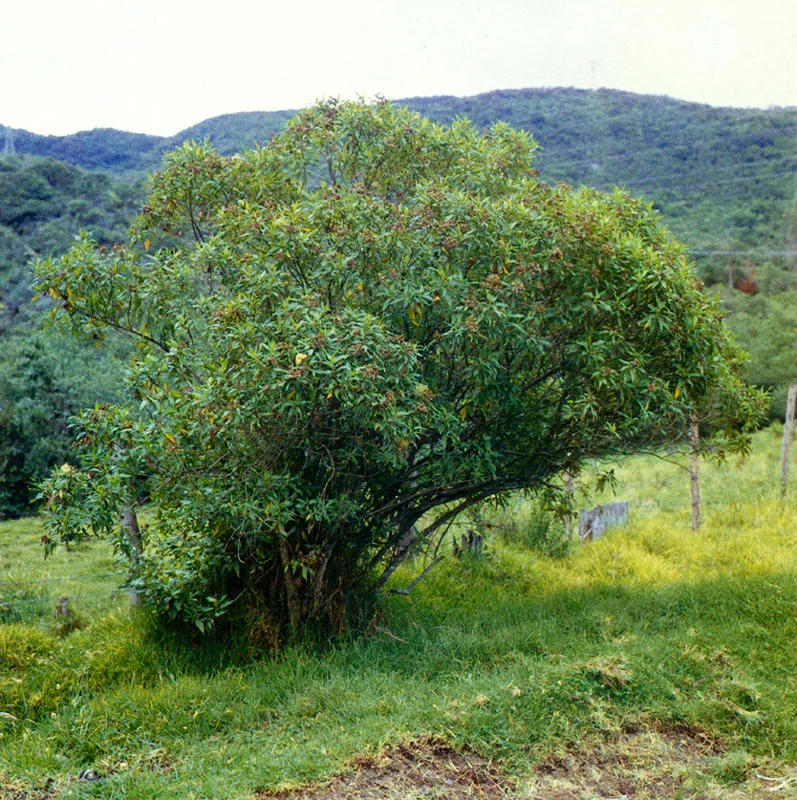 Chilca (Baccharis latifolia) 