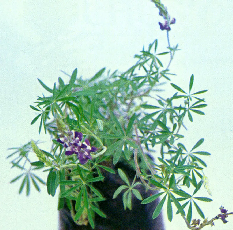 Chocho (Lupinus) 