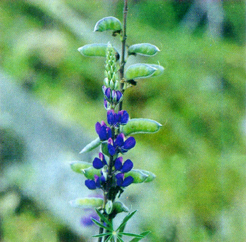 Chocho (Lupinus) 