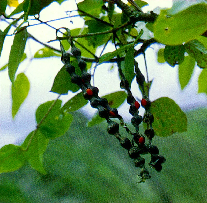 Chochos de rbol (Erythrina rubrinervia) 