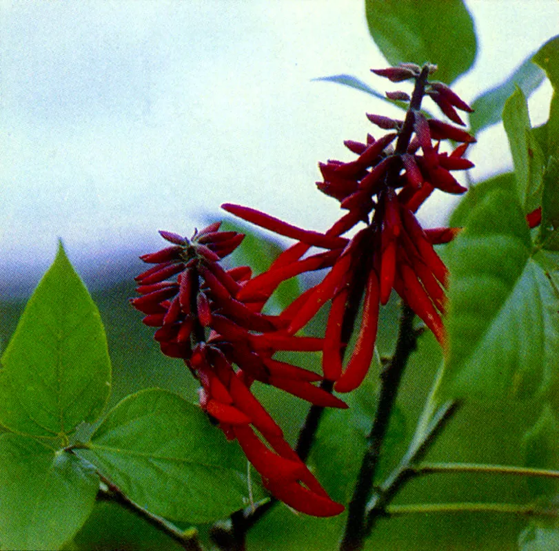 Chochos de rbol (Erythrina rubrinervia) 