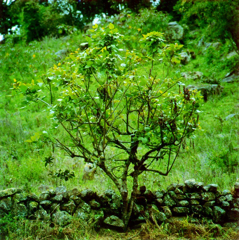 Chochos de rbol (Erythrina rubrinervia) 