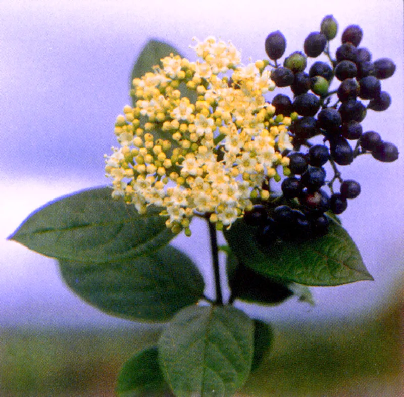 Chuque (Viburnum triphyllum) 