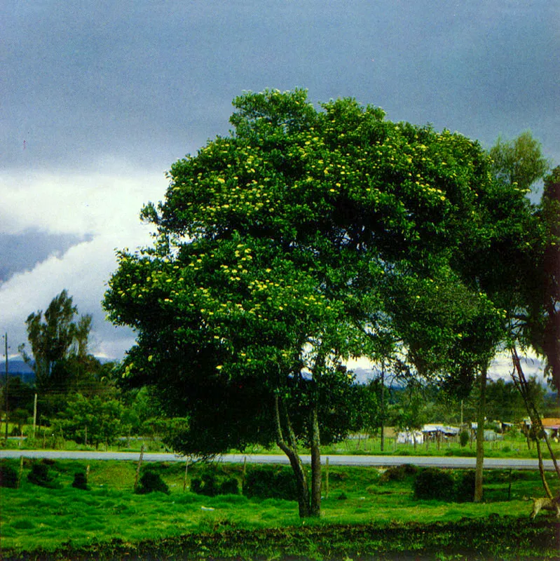 Chuque (Viburnum triphyllum) 