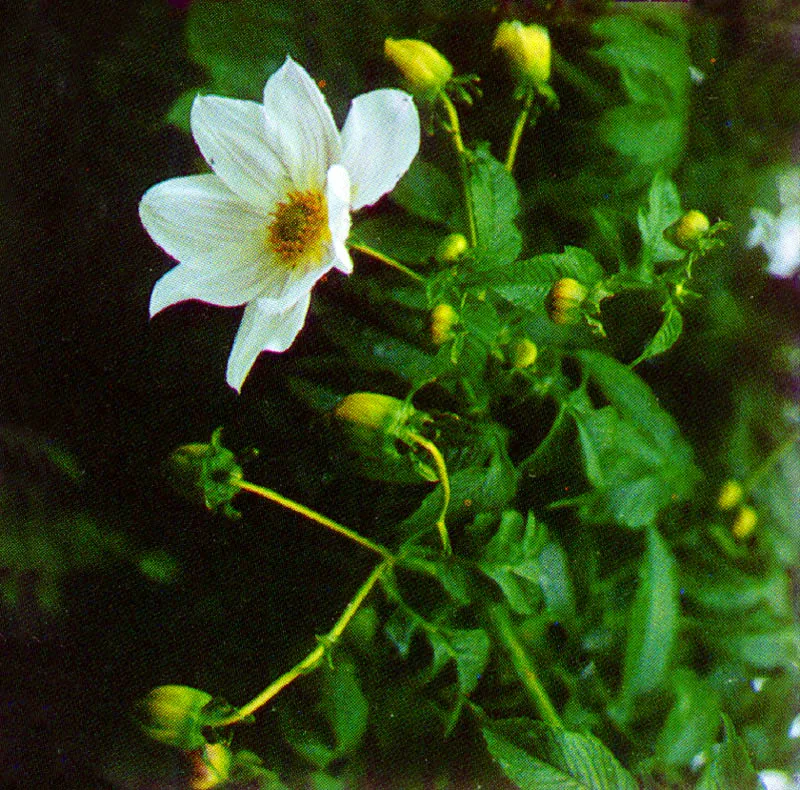 Dalia silvestre (Dahlia imperialis) 