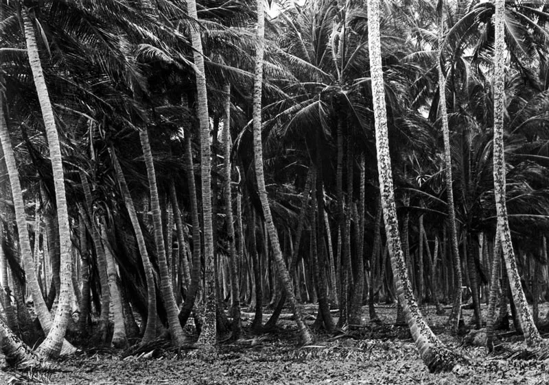 San Andrés. Laberinto de Palmeras en Old Sam. Hernán Díaz