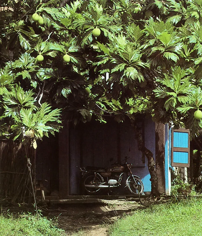 San Andrés. Casita con sombra de frutapan. Hernán Díaz