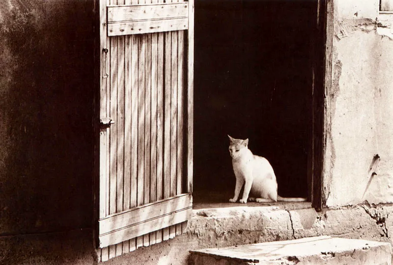 Providencia. Fauna de los interiores. Hernán Díaz