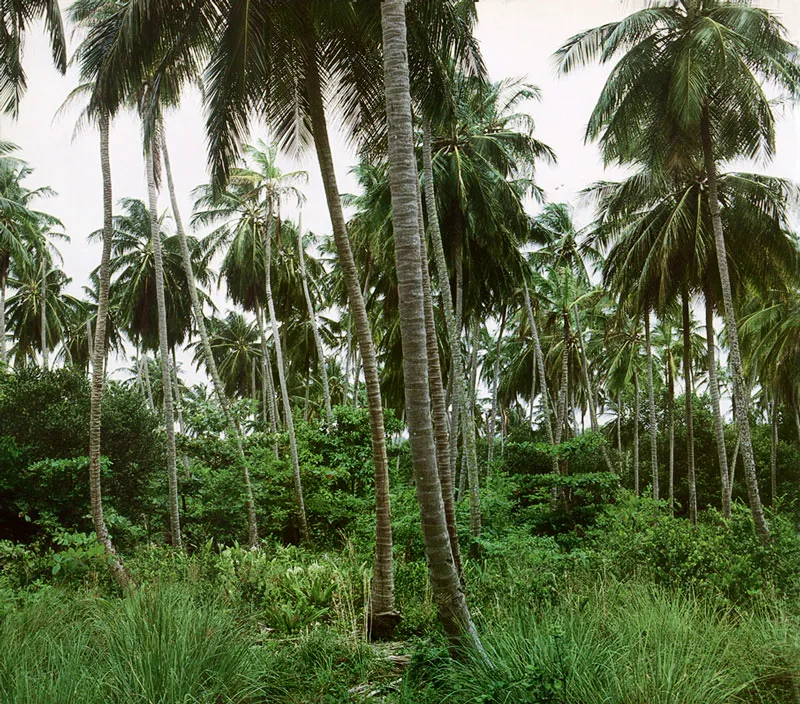 San Andrs. Palmar con bosque de icacos en Shoner Bighrt.
 Hernn Daz