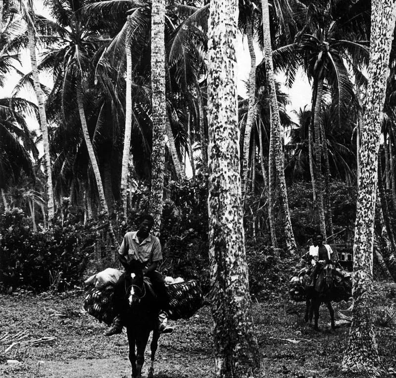 San Andrés. Palmar con bosque de icacos en Shoner Bighrt.
Hernán Díaz