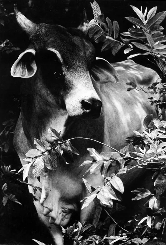 Providencia.
Un toro escondido en un recodo de Muray Hill. Hernán Díaz